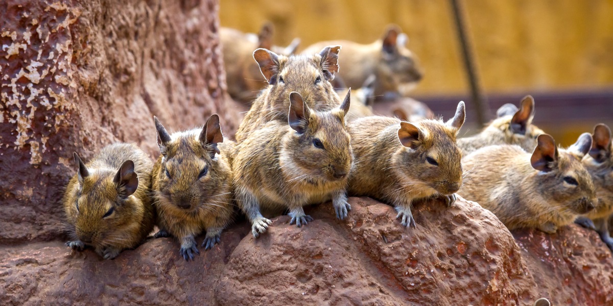 Degu: Deguhaltung einfach erklärt -> So wirst du zum Degu Profi