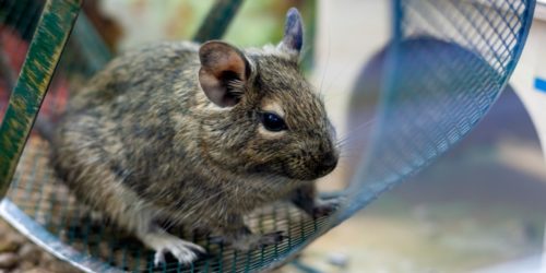 Degu im Laufrad