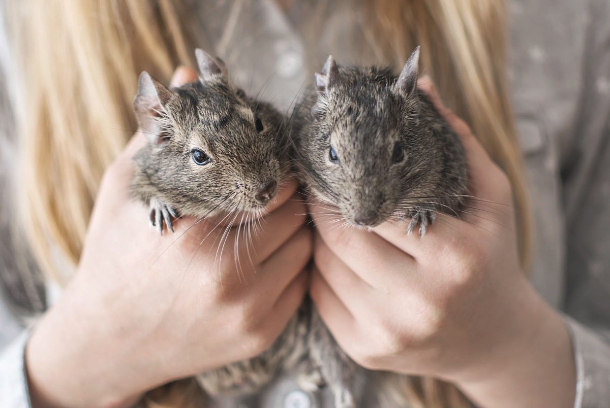 Degus nie einzeln kaufen