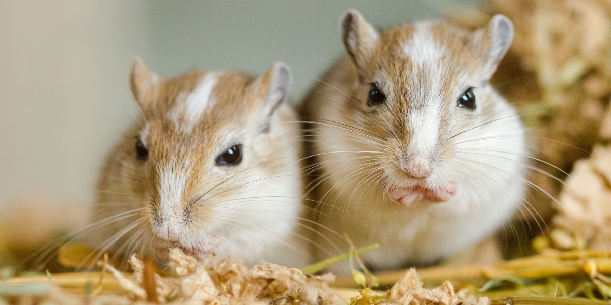 Mongolische Rennmaus: Haltung einfach erklärt -> So wirst du zum Profi