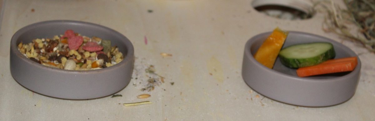 Futternäpfe für das Rennmäuse Futter