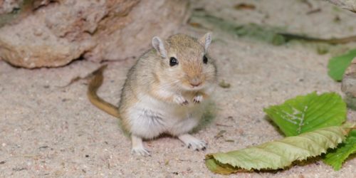 Rennmaus Haltung - Artgerecht