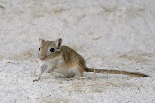 Mongolische Rennmaus in der Natur