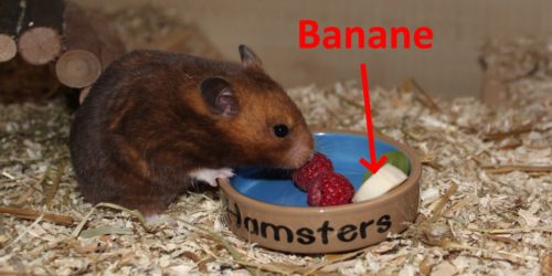 Darf der Hamster Bananen fressen?