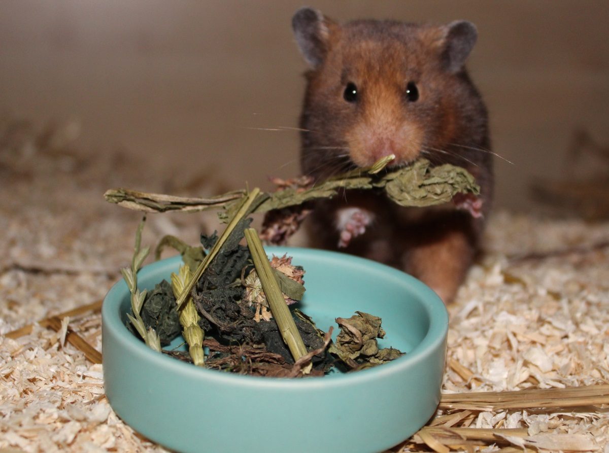 Getrocknete Kräuter als Lieblingssnack