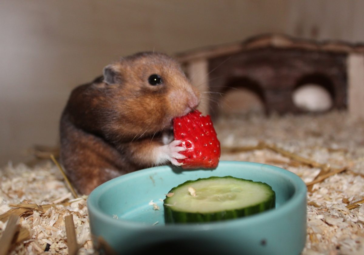 Hamster isst Obst am liebsten