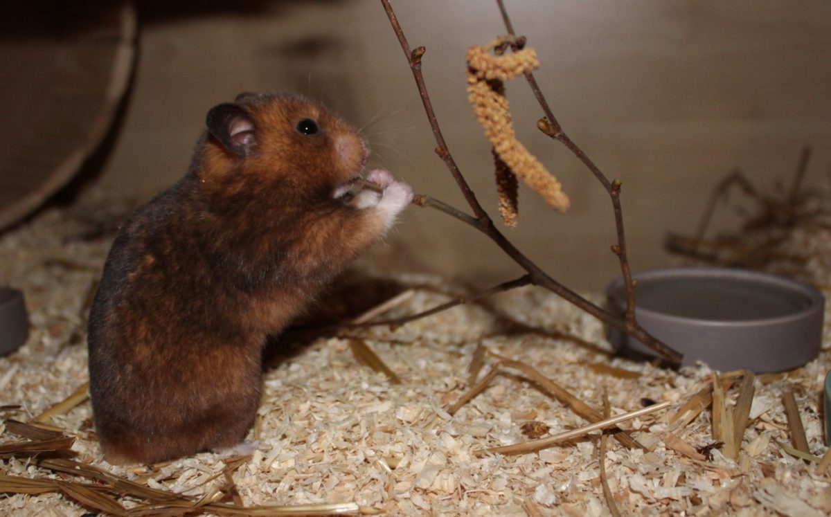 Hamster essen auch Zweige und Äste