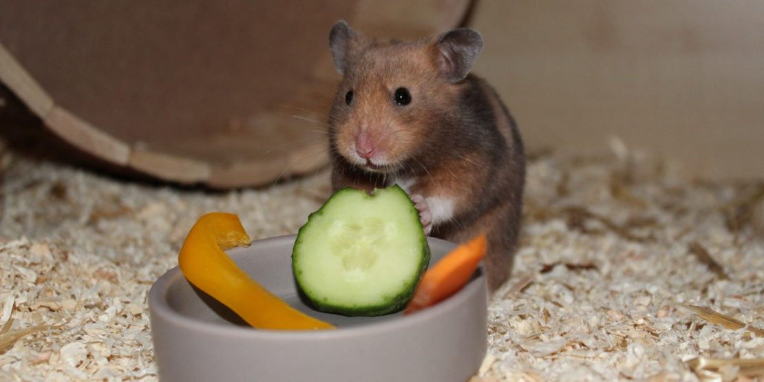 Was essen Hamster? - Ernährung und Futter