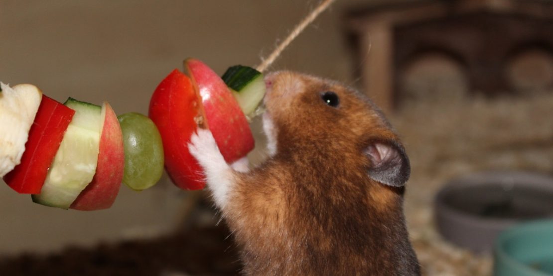 Was essen Hamster am liebsten? - Leckerlies und Tipps
