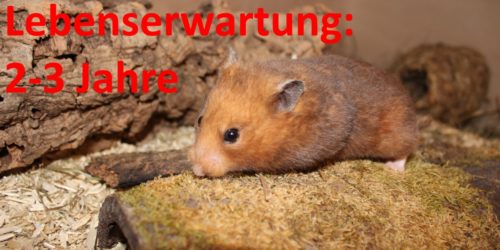 Wie alt werden Hamster? - Die Lebenserwartung