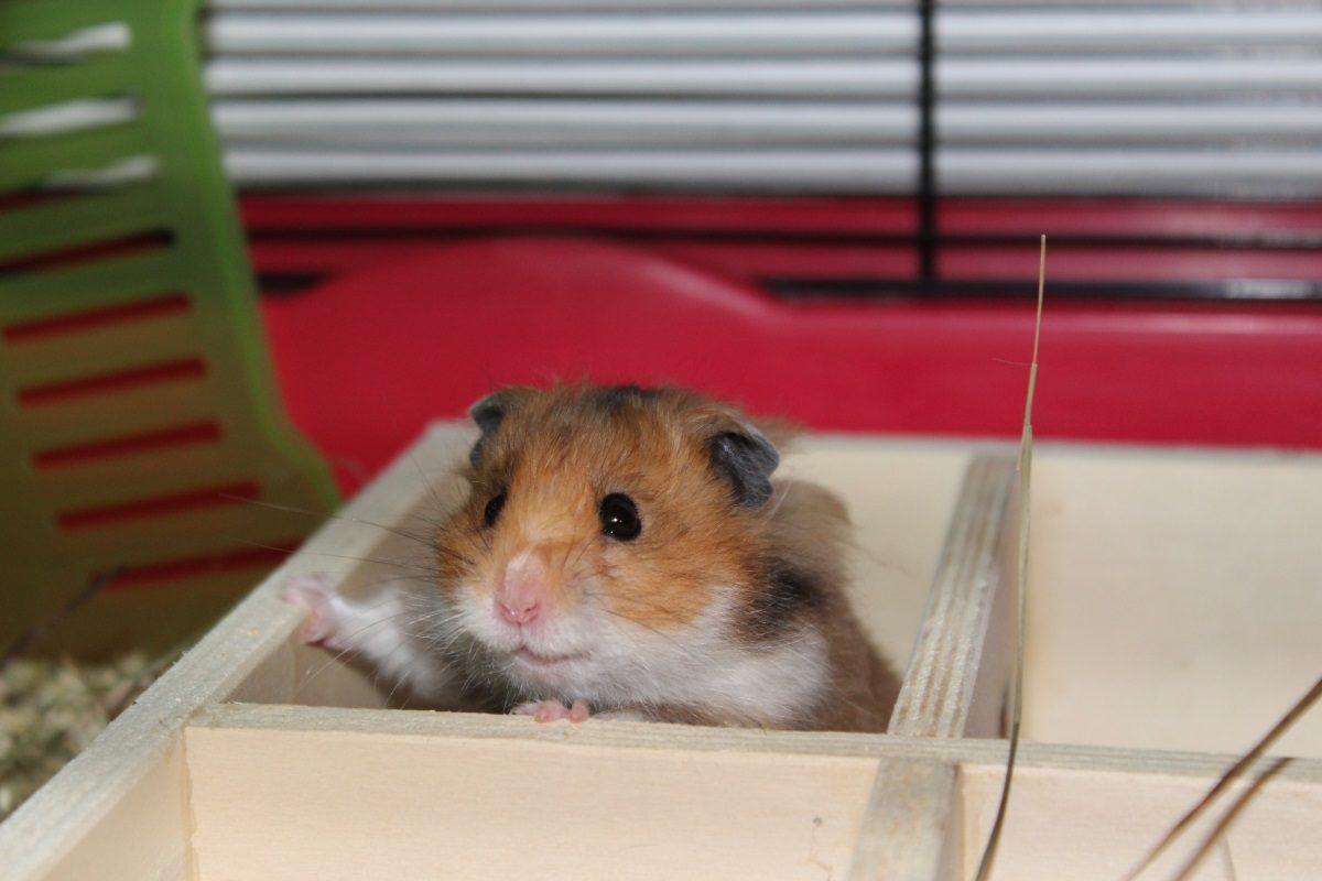 Hamster hat Angst