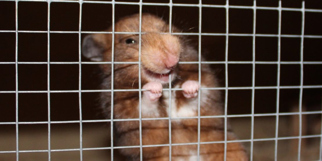 Hamster beißt - Ursachen und Abhilfe
