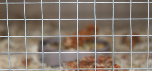 Der optimale Hamster Draht