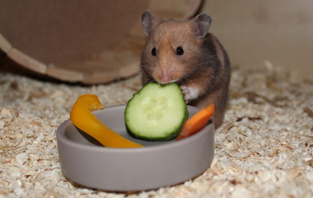 Ernährung des Hamsters und Hamsterfutter