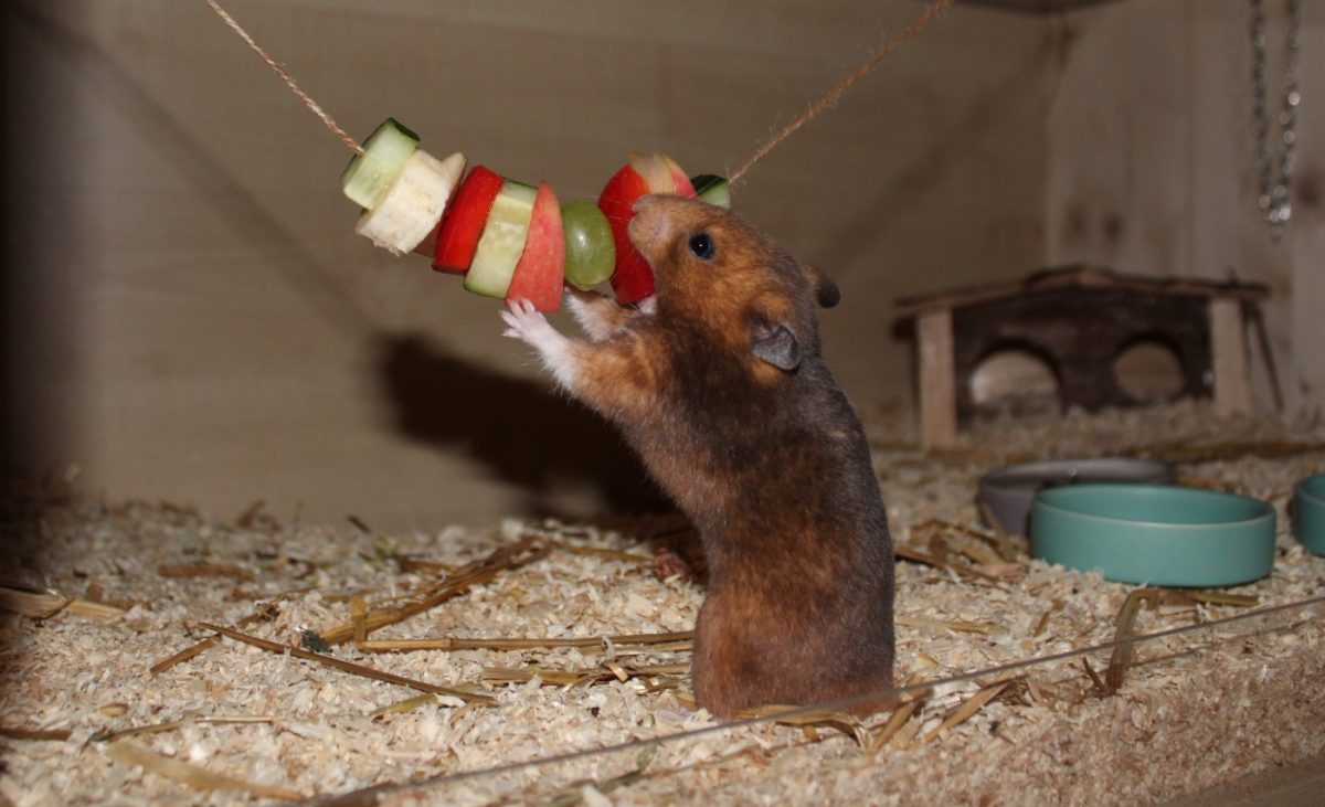 Hamster Beschäftigung mit Futter