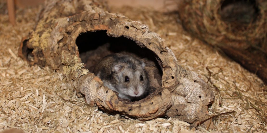 Hamster Geräusche - Lautsprache