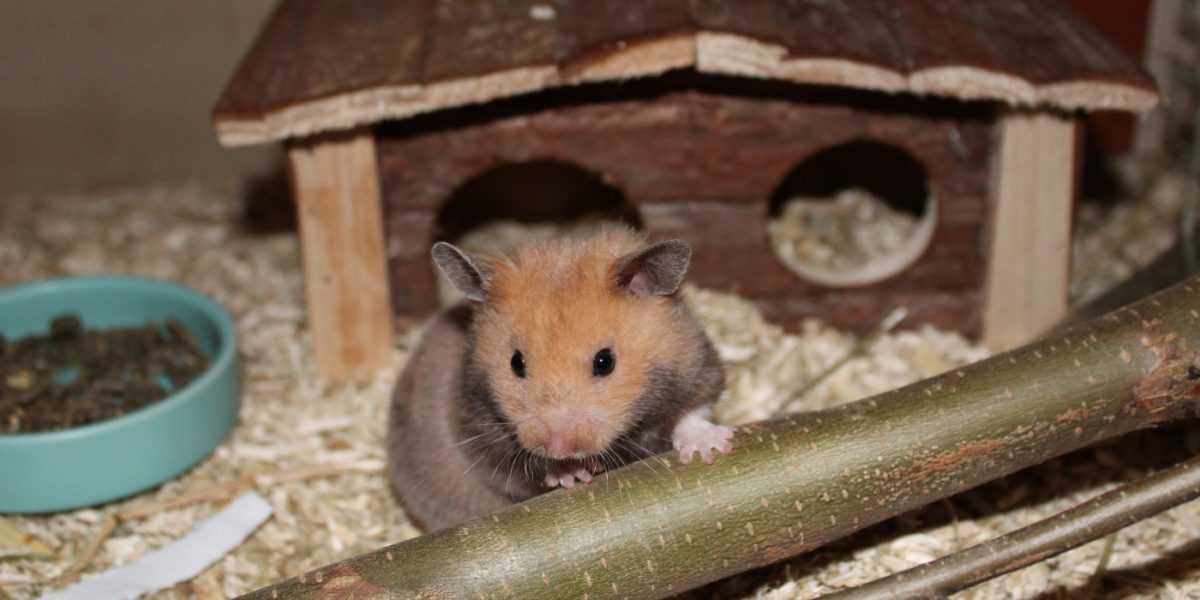 Artgerecht Hamster halten