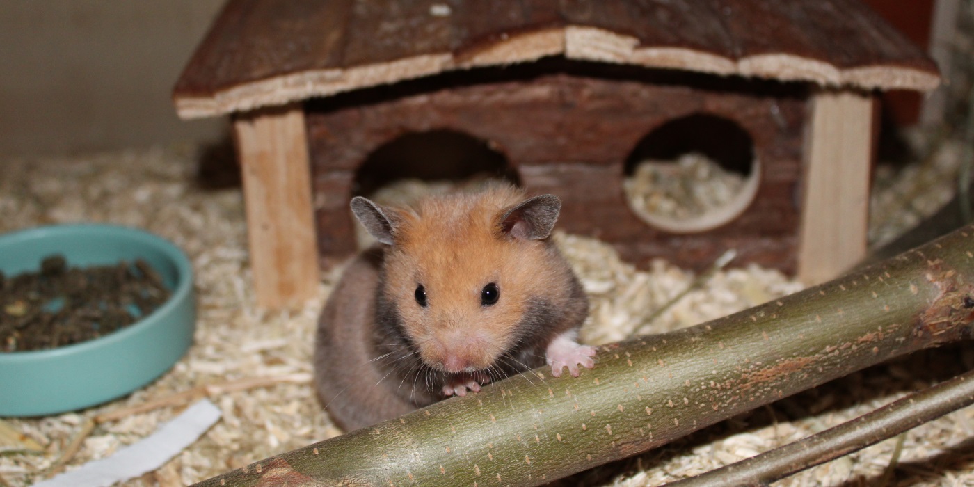 Hamster halten Kompakt Werde zum Hamsterprofi in 25 Minuten