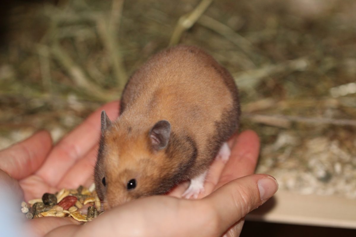 Hamster auf die Hand nehmen