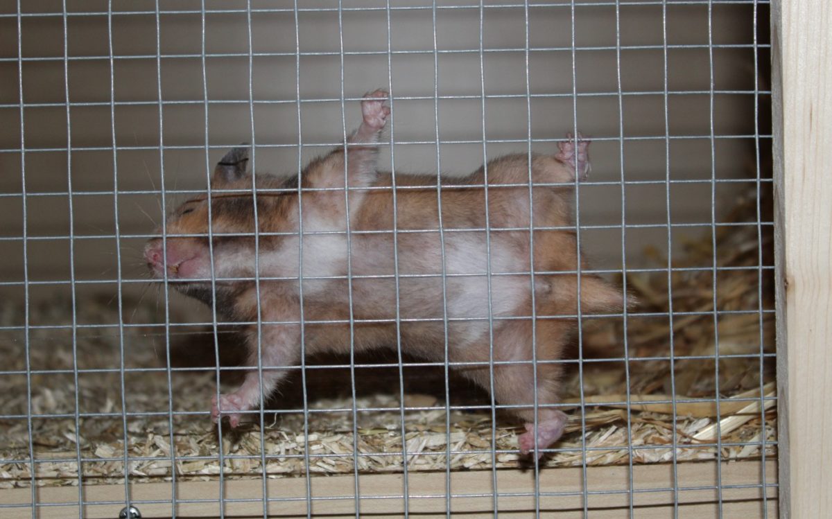 Hamster klettert am Draht