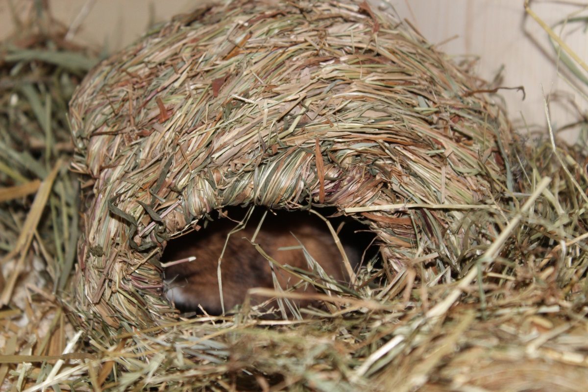 Hamster zieht sich zurück