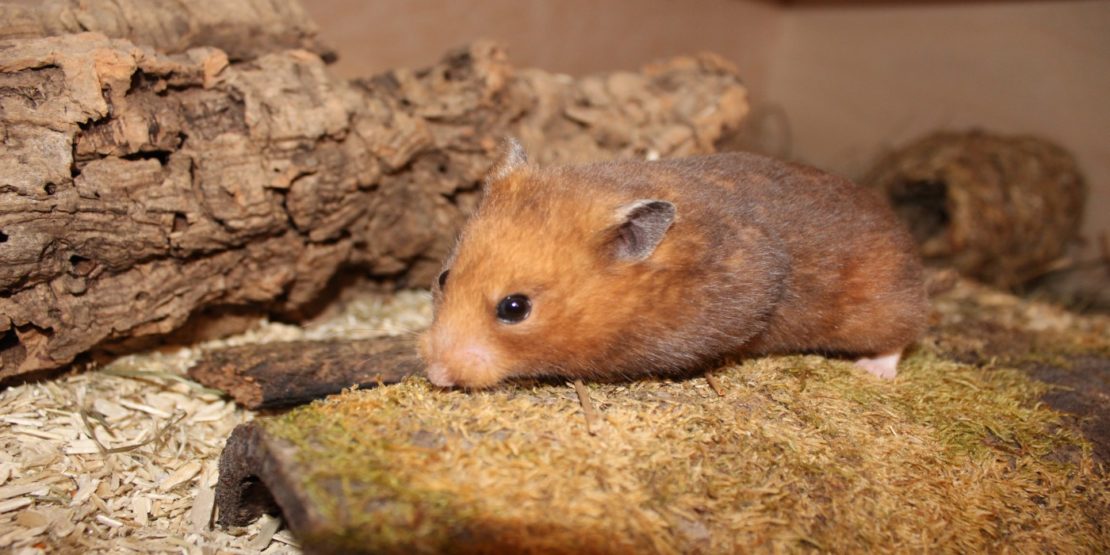Hamsterkäfig artgerecht
