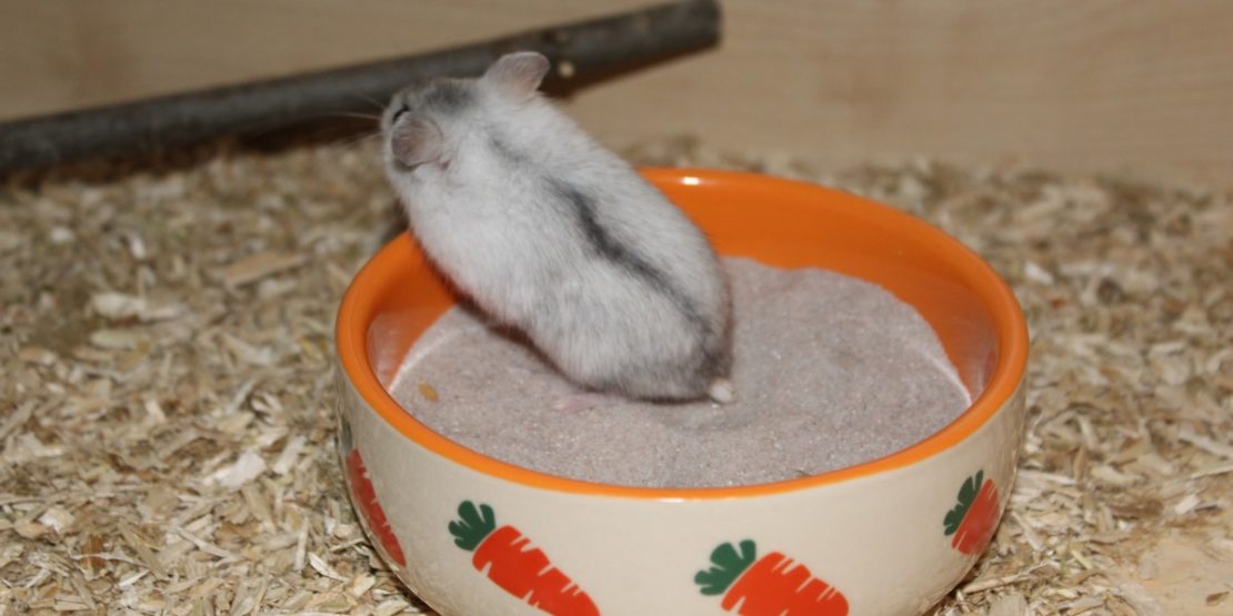 Hamstertoilette