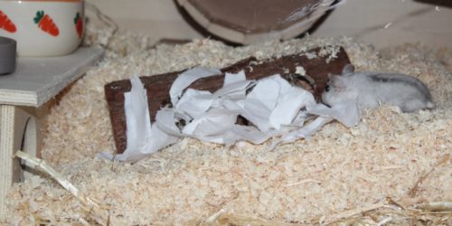Nistmaterial für den Hamster