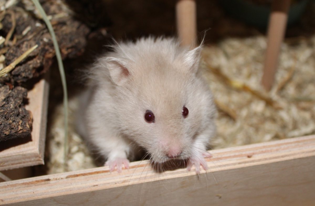 Teddyhamster Fell - Faserreiche Ernährung notwendig