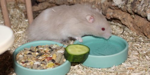 Teddyhamster Futter und Ernährung