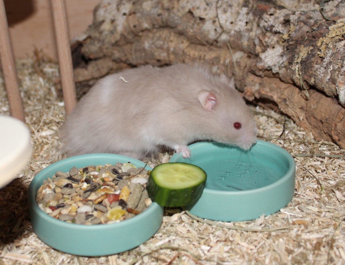 Artgerechtes Teddyhamster Futter