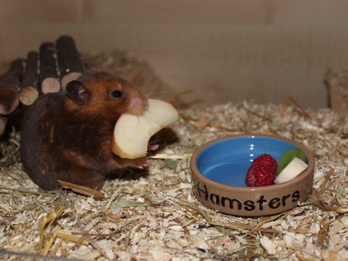 Futter für den Goldhamster
