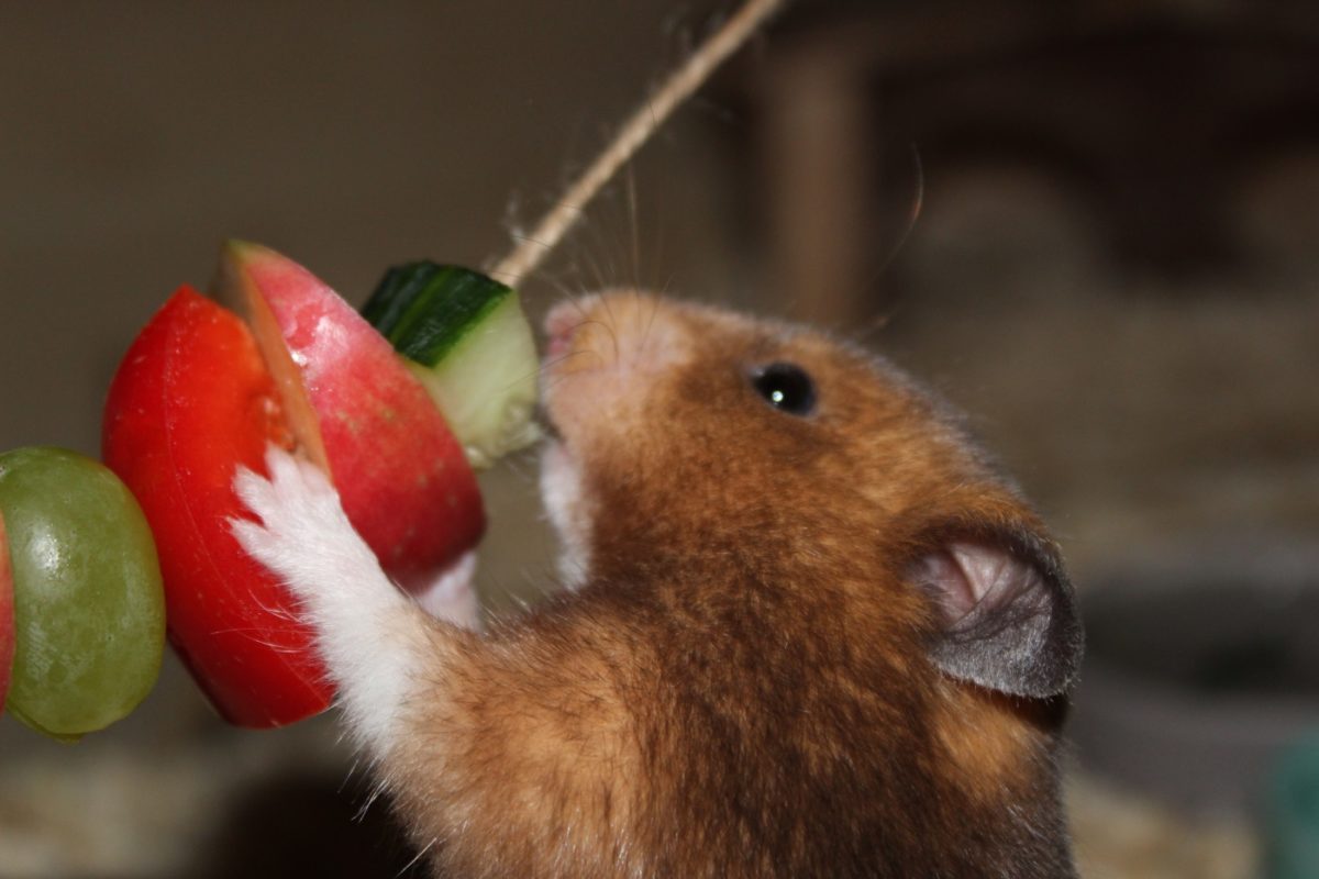 Hamsterfutter zur Beschäftigung des Goldhamsters