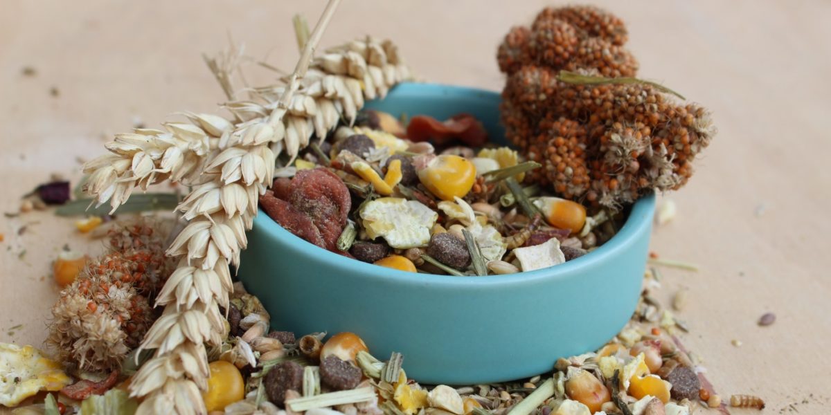 Checkliste: Hamsterfutter und Ernährung