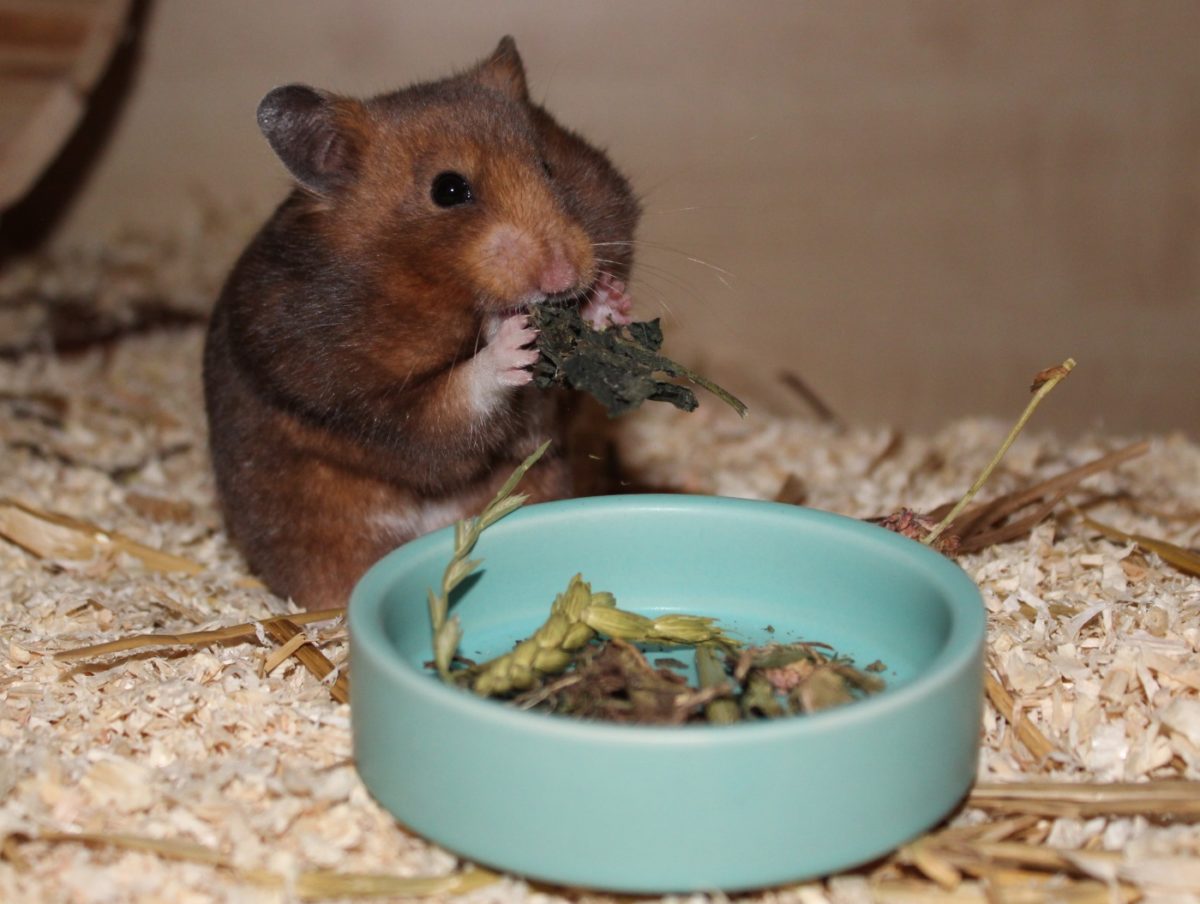 Checkliste: artgerechte Ernährung des Hamsters - Checkliste Trockenfutter 1200x904