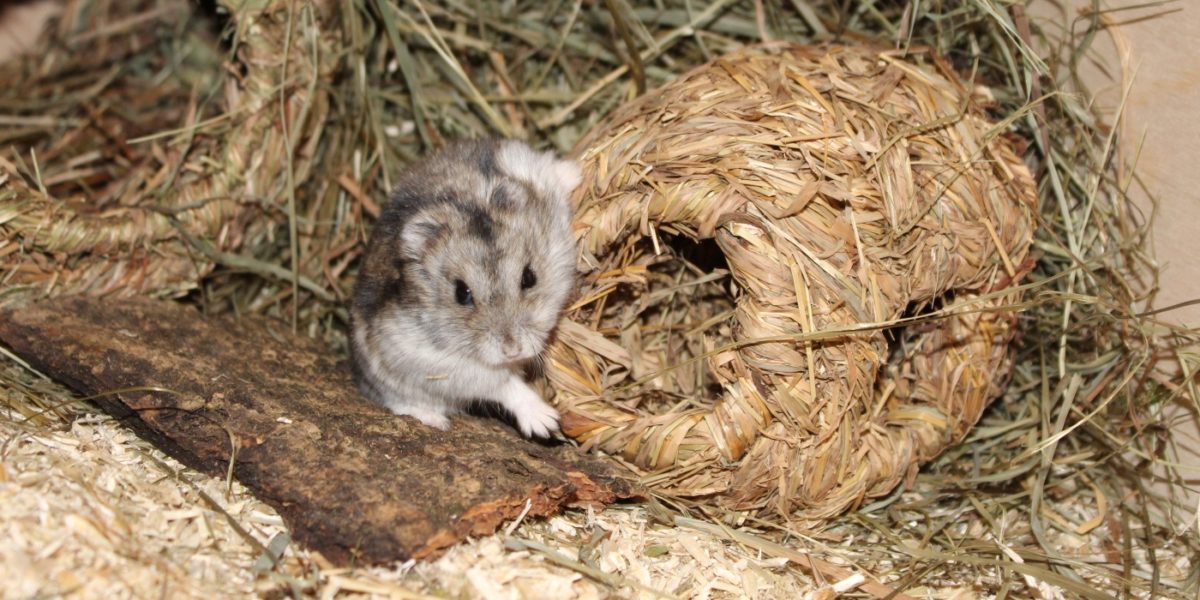 Dsungarische Zwerghamster Ernährung ⇒ Tierisches Eiweis und Gemüse - Dsungarischer Zwerghamster Kaefig 1200x600