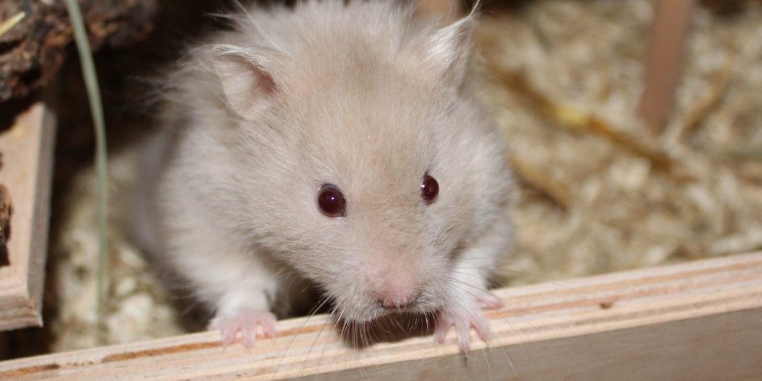 Augenentzündung beim Hamster