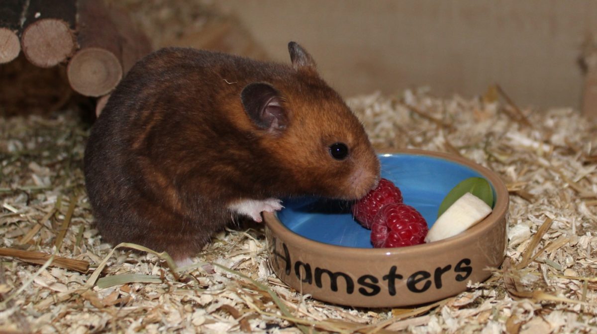 Checkliste: artgerechte Ernährung des Hamsters - Hamster Ernaehrung Snacks 1200x672