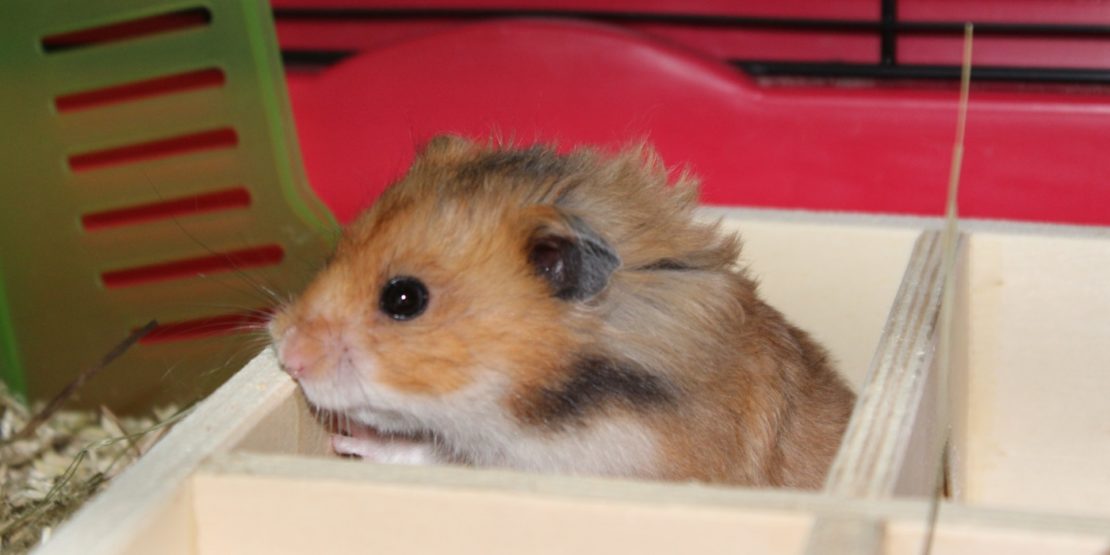 Pilz beim Hamster