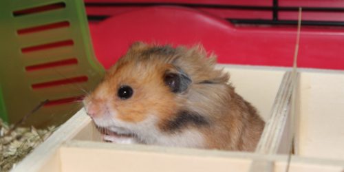 Pilz beim Hamster