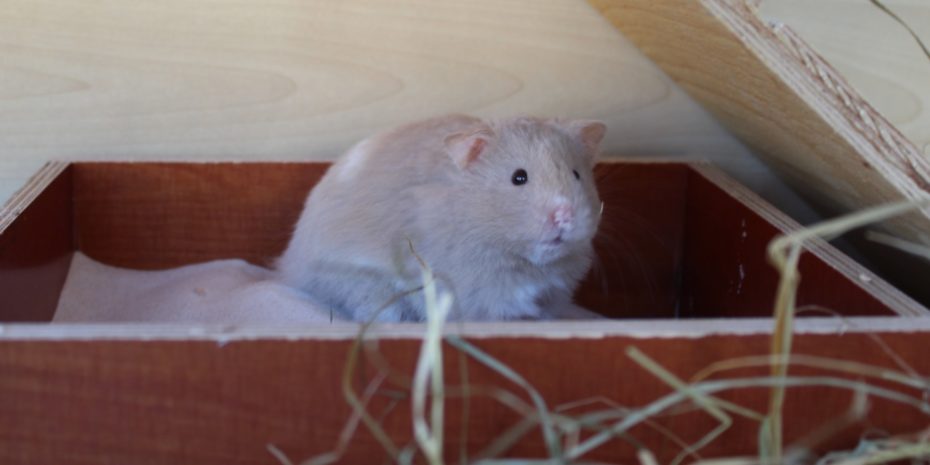 Hamster Schläft Nicht Mehr Im Haus Wie alt werden Hamster? - Lebenserwartung und erreichbares Alter
