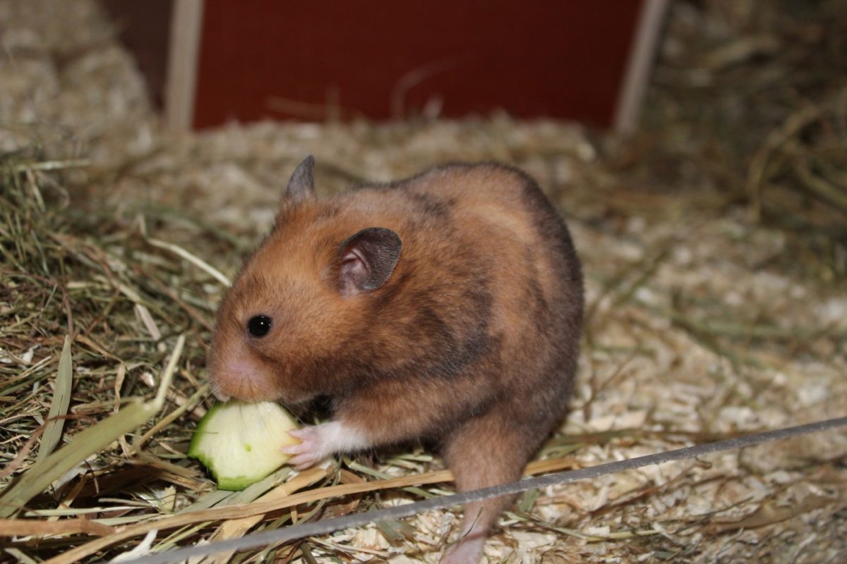 Heu als Hamsterfutter