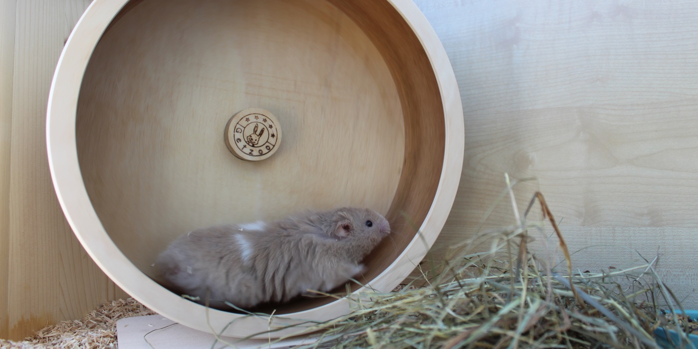 Sind Hamster laut? - SinD Hamster Laut