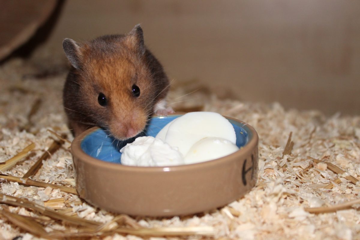 Appetitlosigkeit beim Hamster