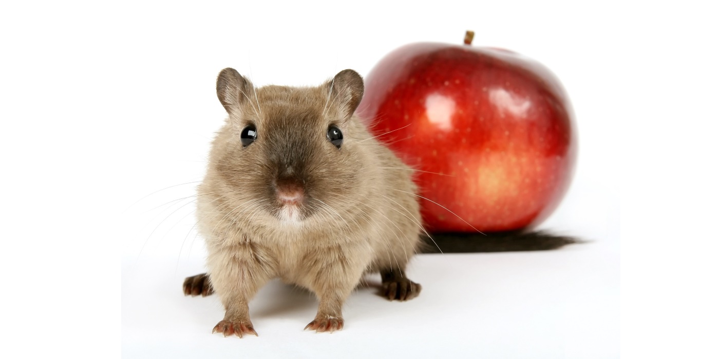 Chinesischer Streifenhamster HamsterHaltung.de