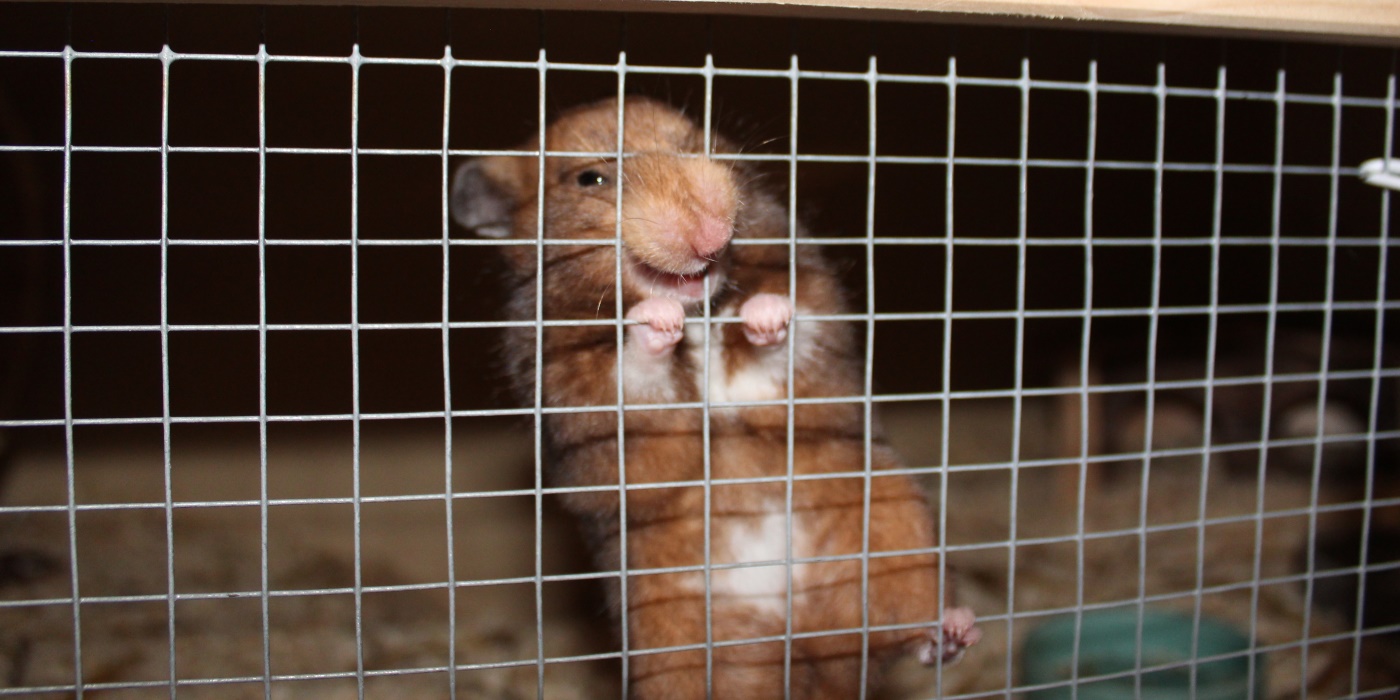 Es War Einmal Ein Hamster Hamster nagt am Gitter - was kann ich tun? => Wir geben dir Antworten!