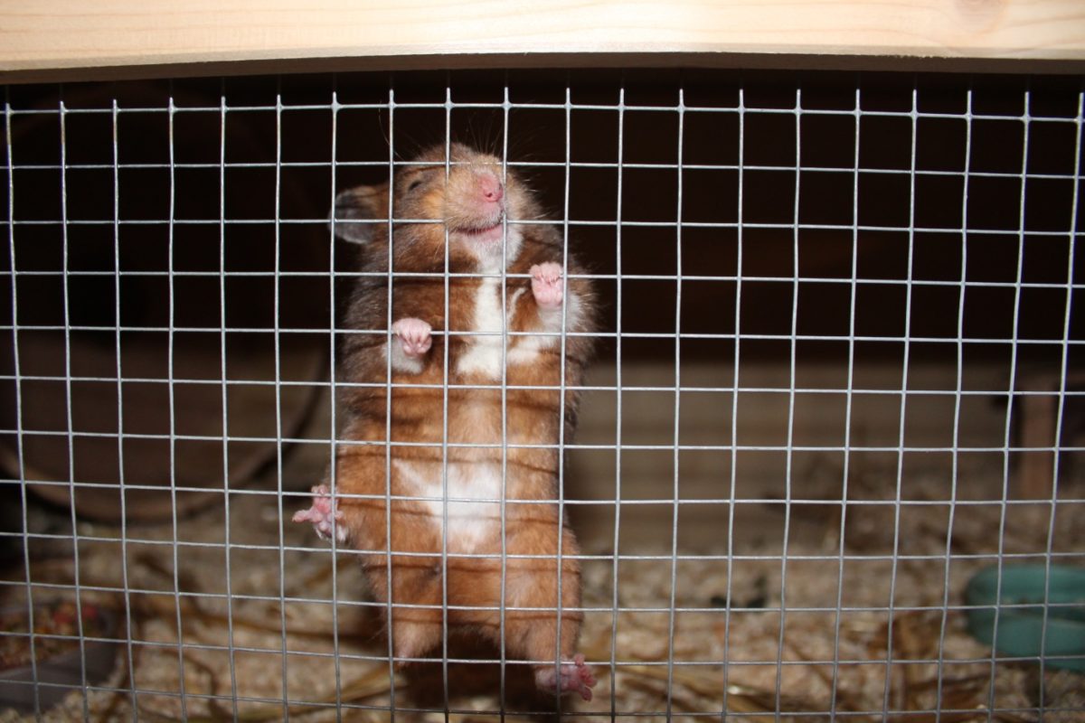 Hamster nagt am Gitter des Käfigs