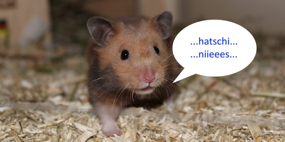 Hamster niest, warum?