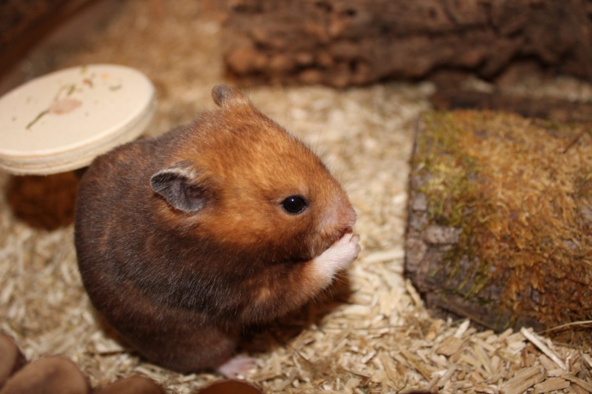 Hamster Rinde wie im Paradies