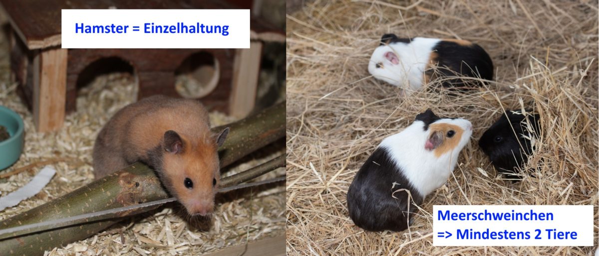 Meerschweinchen in Gruppe halten und Hamster nur in Einzelhaltung